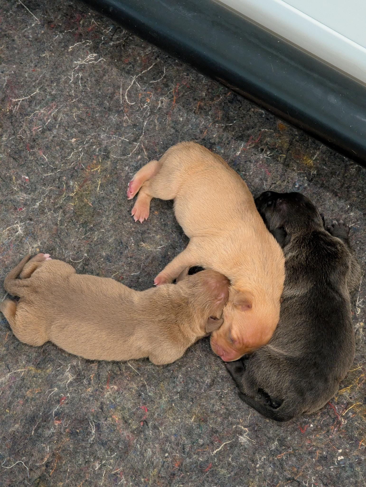 New Pups