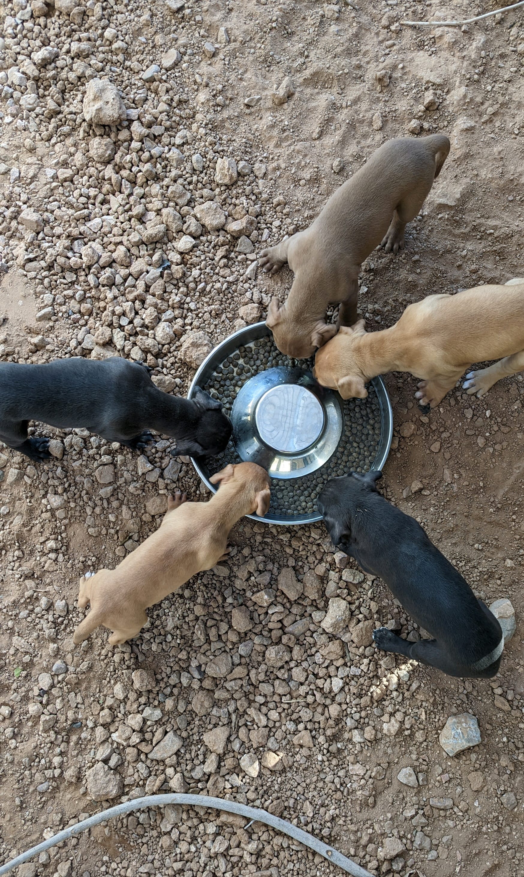 First Litter