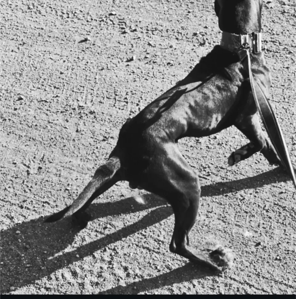 What's a Legionarius?