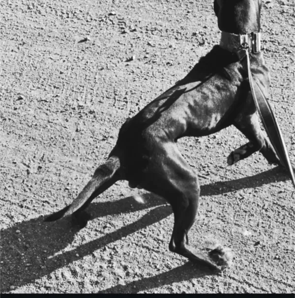 What's a Legionarius?